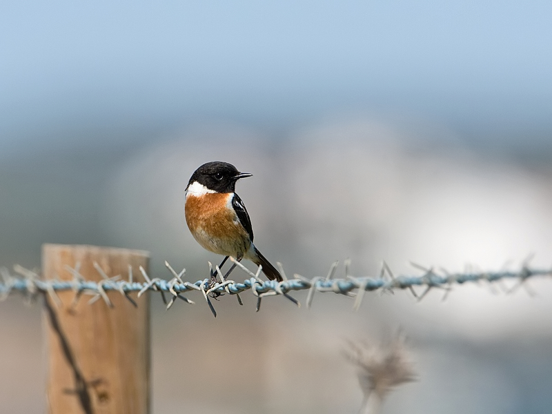 Saxicola torquata Roodborsttapuit Common Stonechat